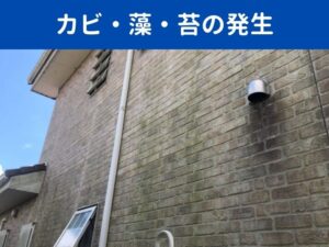 カビ・藻・苔の発生