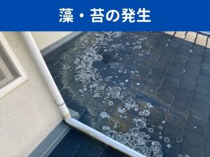 藻やカビの繁殖